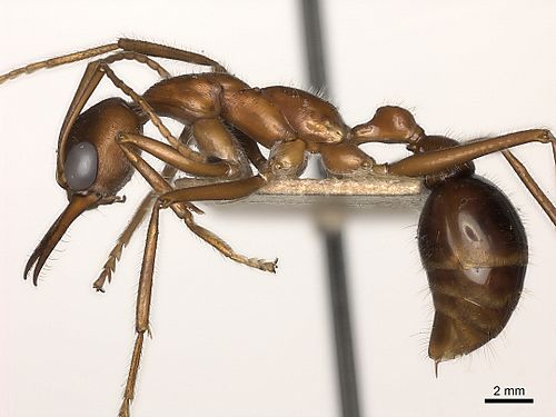 Myrmecia regularis